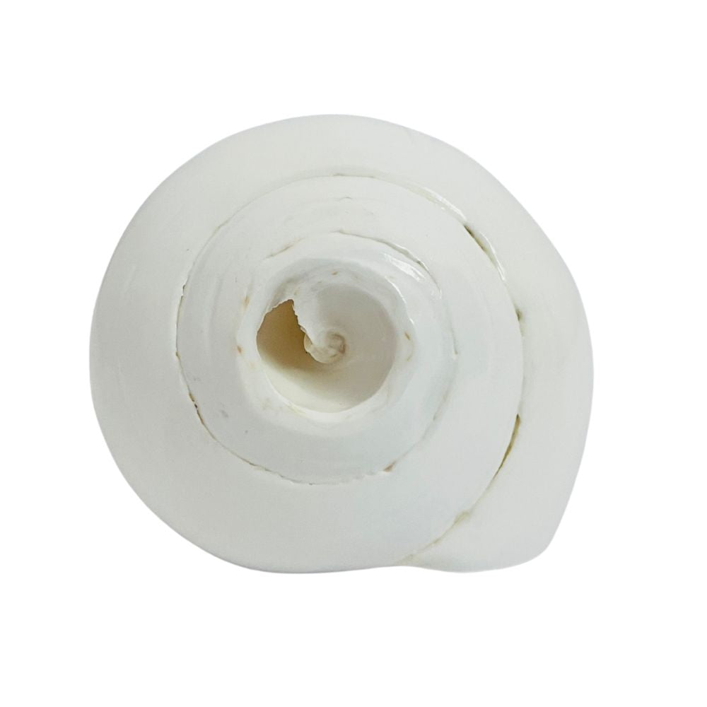 Natural White Shankh – Original Conch Shell for Puja, Vastu & Prosperity