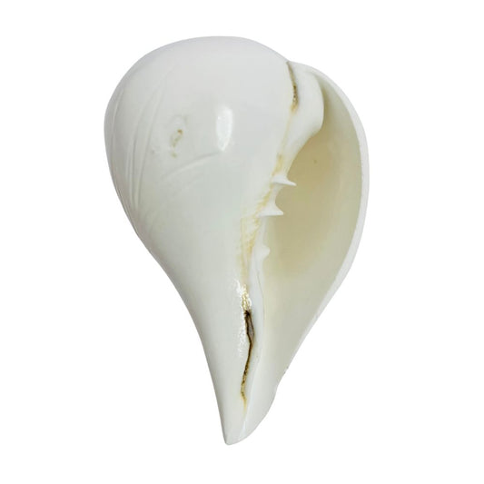 Natural White Shankh – Original Conch Shell for Puja, Vastu & Prosperity